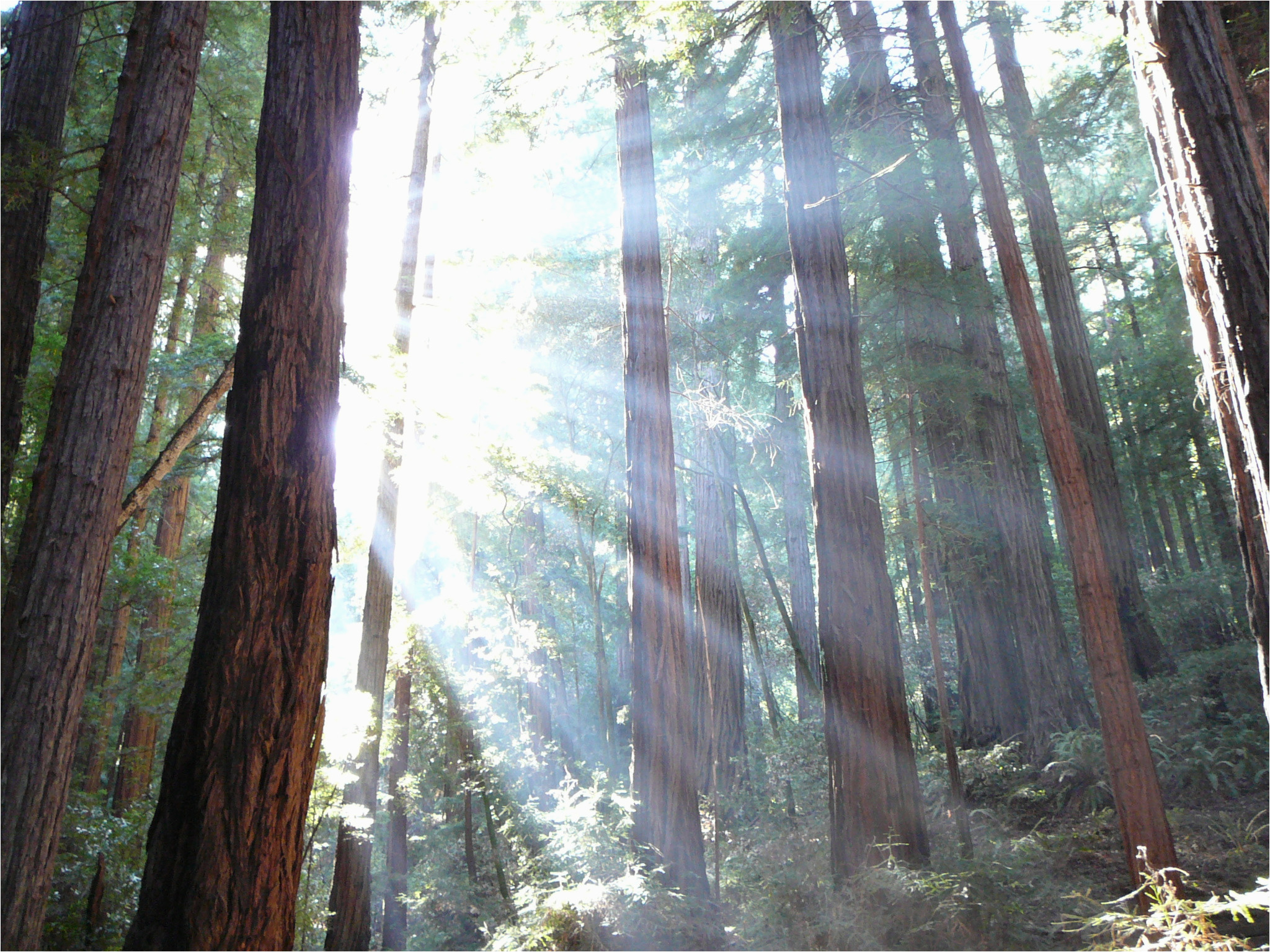 California Giant Redwoods Map Muir Woods National Monument Wikipedia