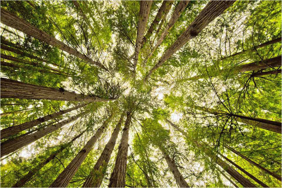 Map Of Muir Woods California Muir Woods How to See the Big Trees Near San Francisco