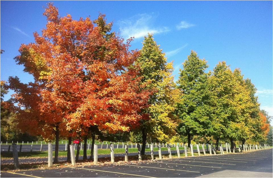 Michigan Leaf Color Map Fall Foliage tours In Michigan