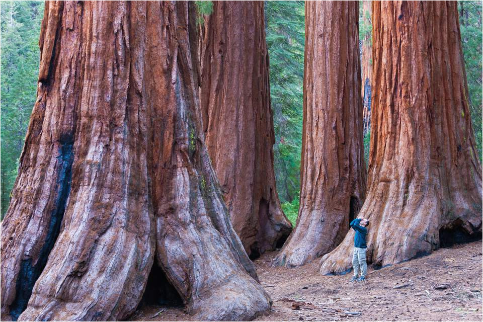 Northern California Redwoods Map California Redwood forests where to See the Big Trees