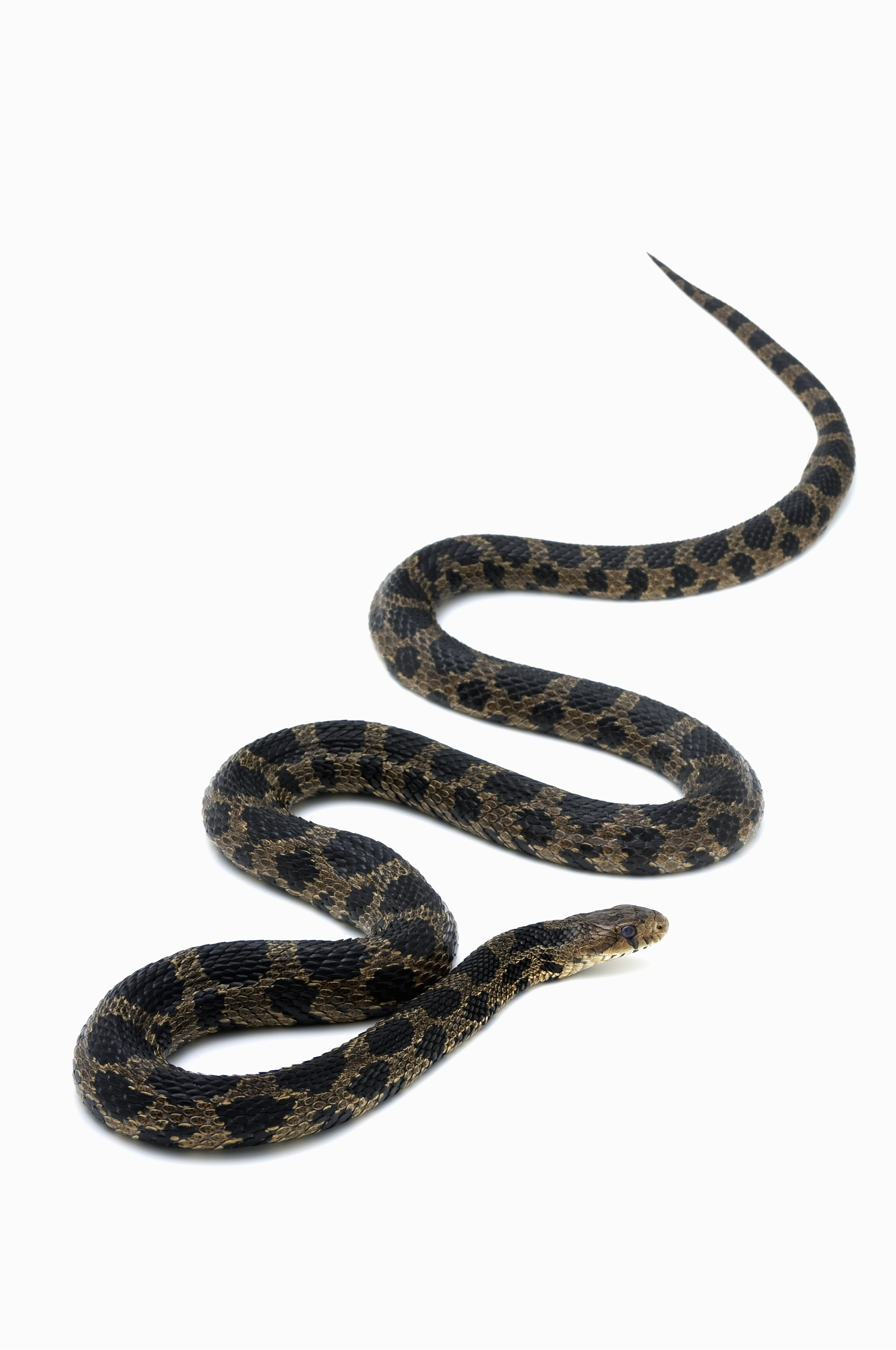 Poisonous Snakes In Ohio Map | secretmuseum