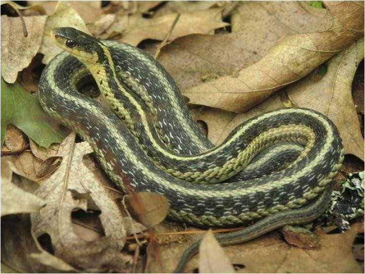 Poisonous Snakes In Ohio Map | secretmuseum