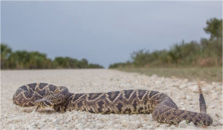 Rattlesnakes In California Map Killer Snakes Of north America Worldatlas Com