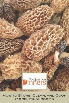 Morel Mushrooms Michigan Map 733 Best A Study Of Morel Mushrooms Images In 2019 Stuff Mushrooms