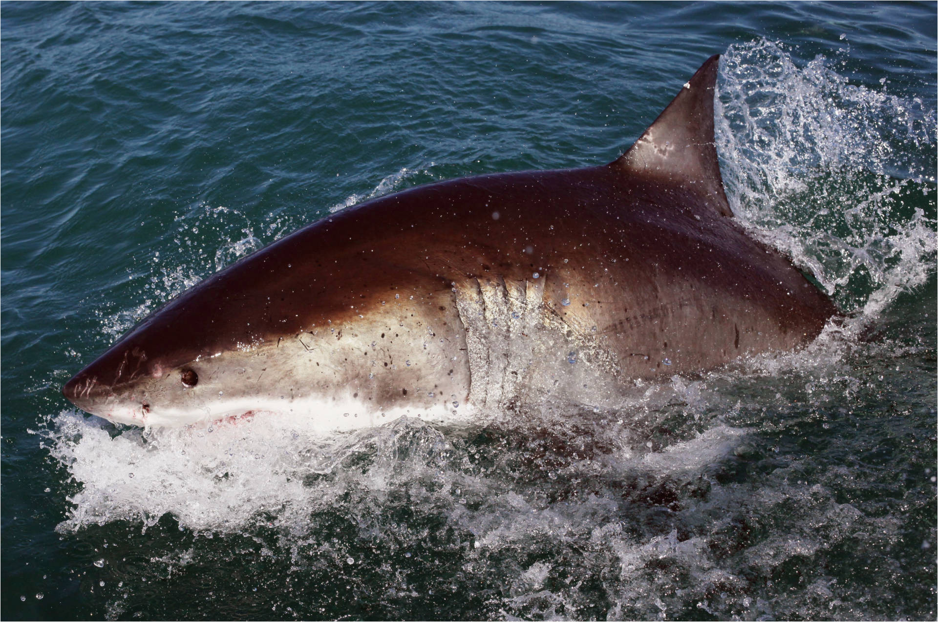 Shark attacks California Map How Worried Should You Be About Shark attacks On the California