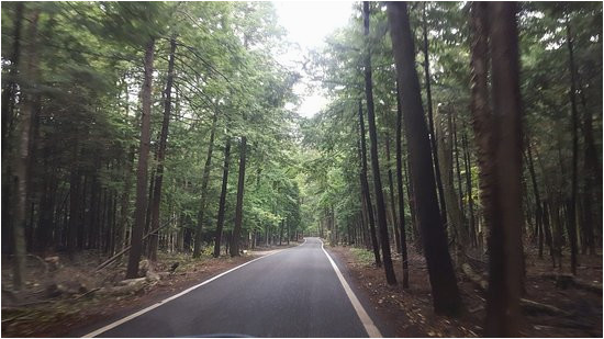 Tunnel Of Trees Michigan Map Tunnel Of Trees Picture Of Tunnel Of Trees M119 Harbor Springs