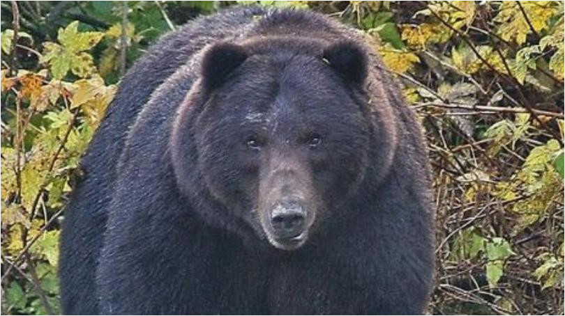 Bears In Ohio Map Map Fatal Bear attacks In north America