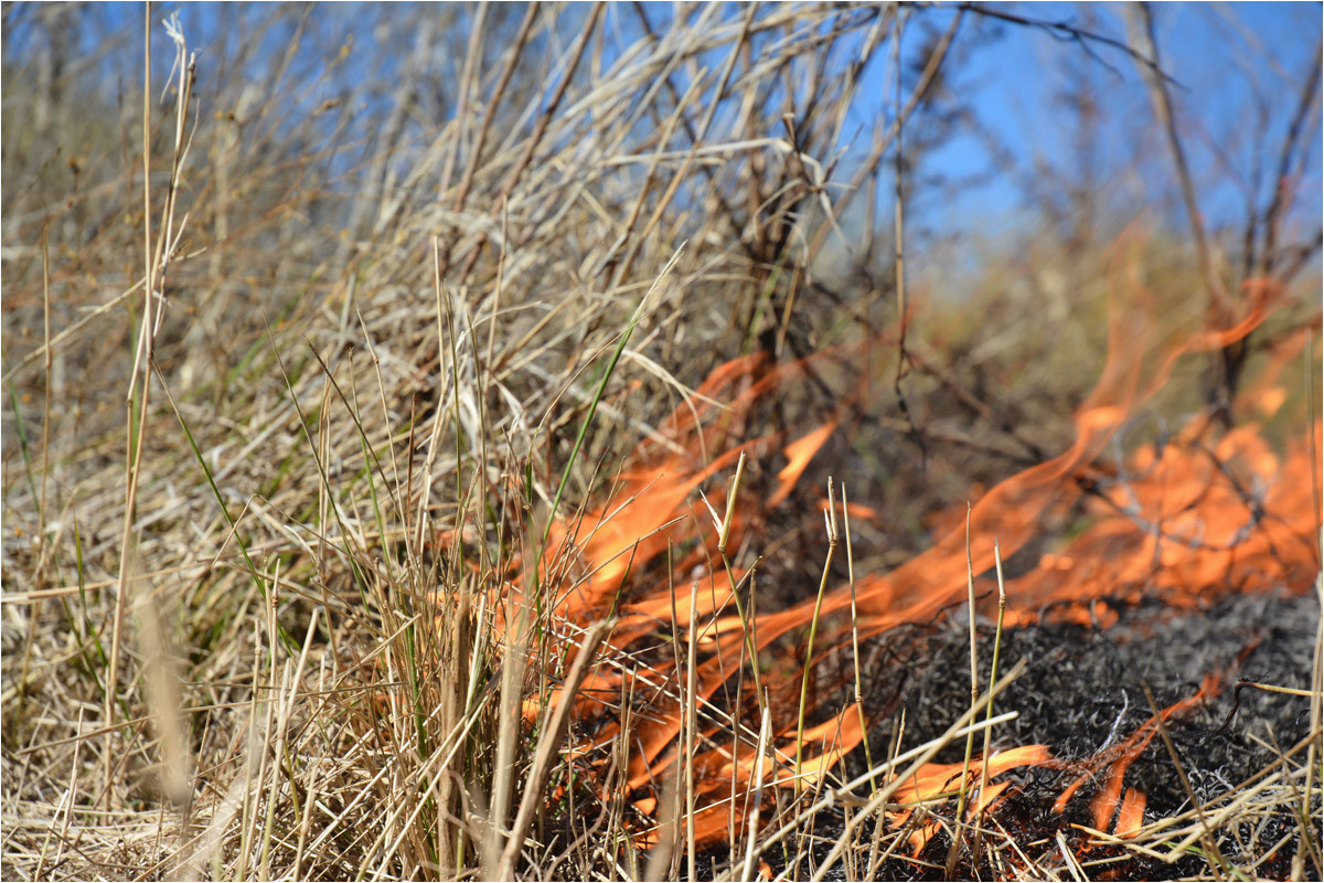 East Texas Burn Ban Map Texas Wildfires Map Wildfires In Texas Wildland Fire