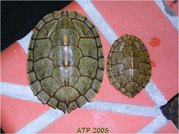 Male Texas Map Turtle for Sale Texas Map Turtle Care Business Ideas 2013