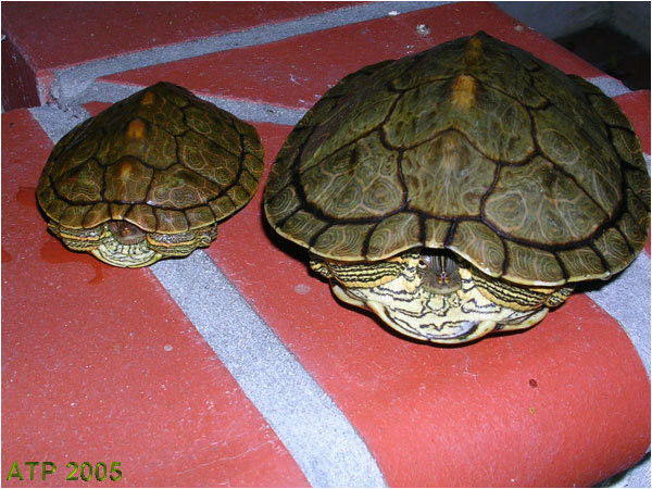 Male Texas Map Turtle for Sale Texas Map Turtle Care Business Ideas 2013