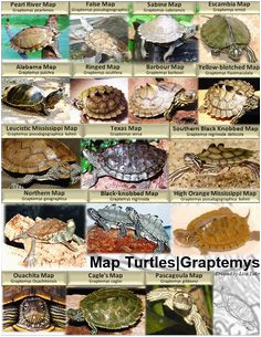 Texas Map Turtle 10 Best Map Turtle Images Map Turtle Turtles Reptiles Amphibians