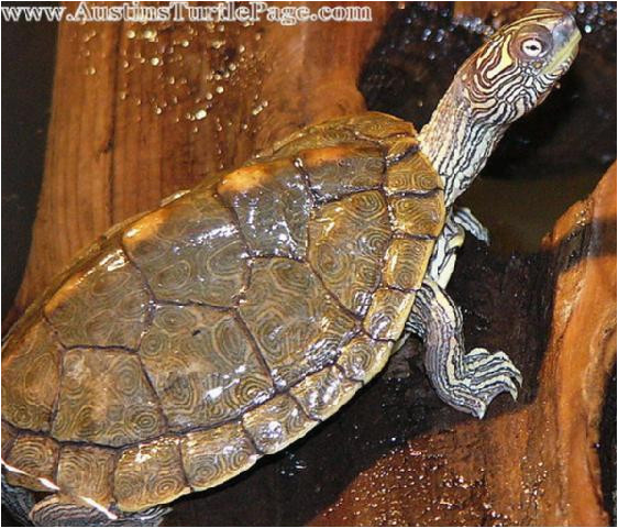 Texas Map Turtle Care Texas Map Turtle Care Business Ideas 2013