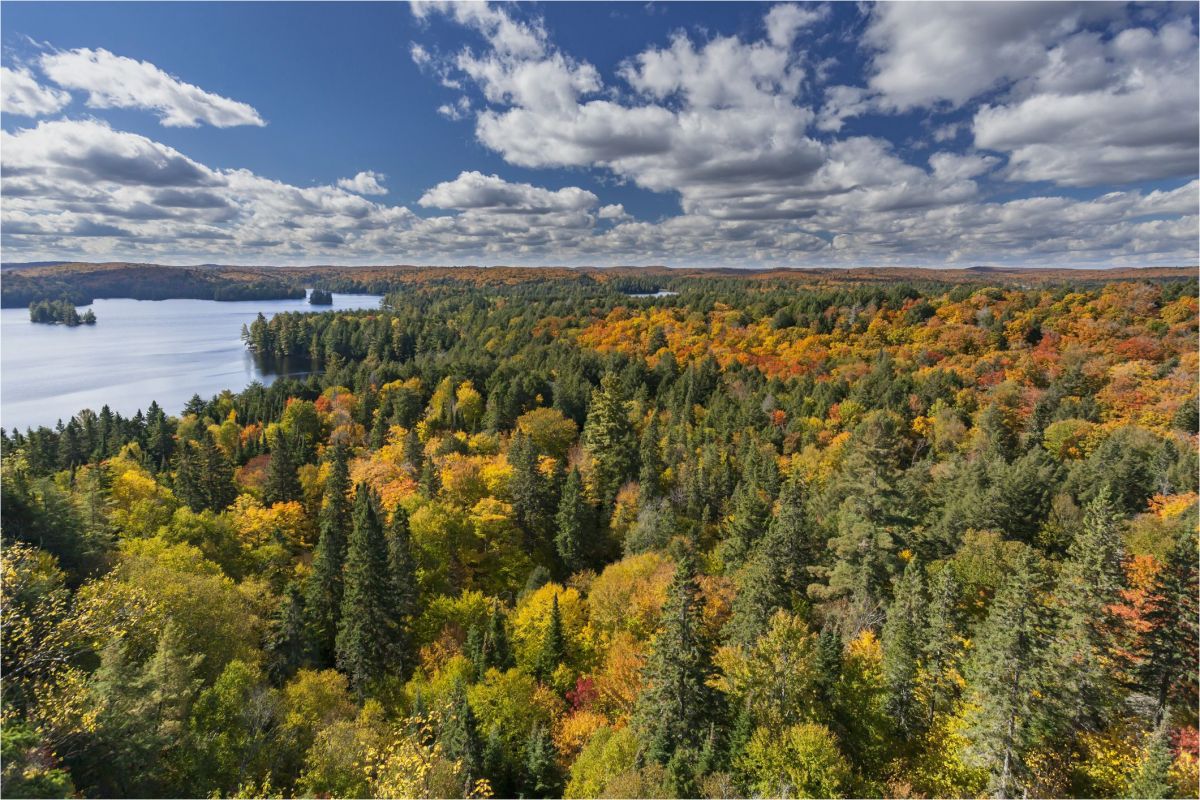 Canada Fall Foliage Map Canada Fall Foliage Reports secretmuseum
