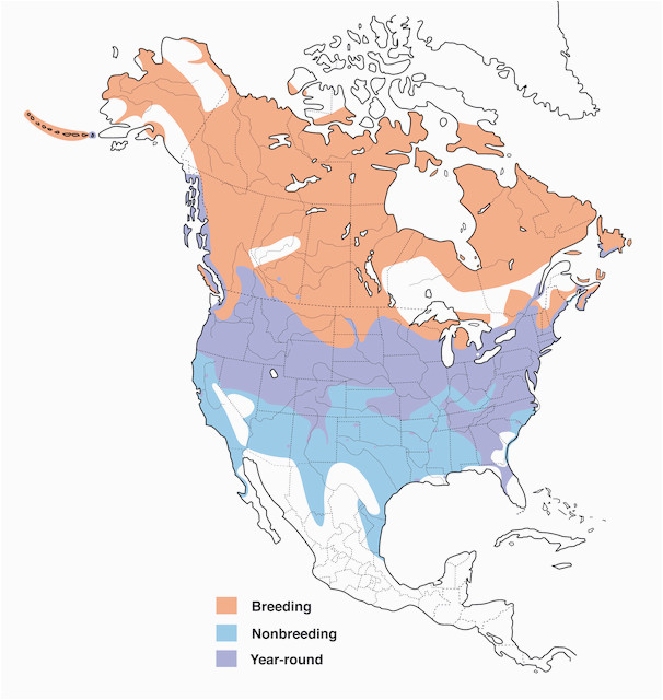 Canada Geese Migration Map Canada Goose Distribution Migration and Habitat Birds