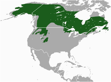 Canada Lynx Range Map Datoteka Canada Lynx area Png Wikipedija