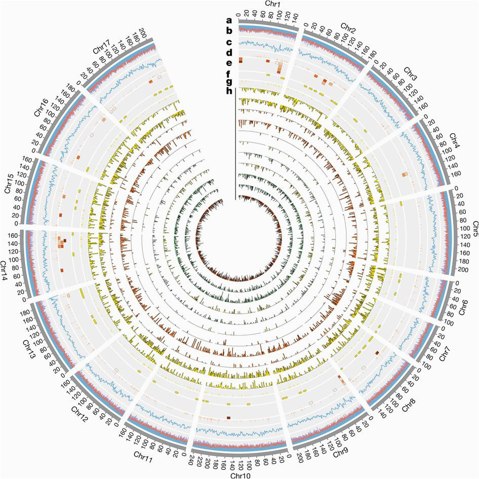 Genome Mapping Canada the Sunflower Genome Provides Insights Into Oil Metabolism