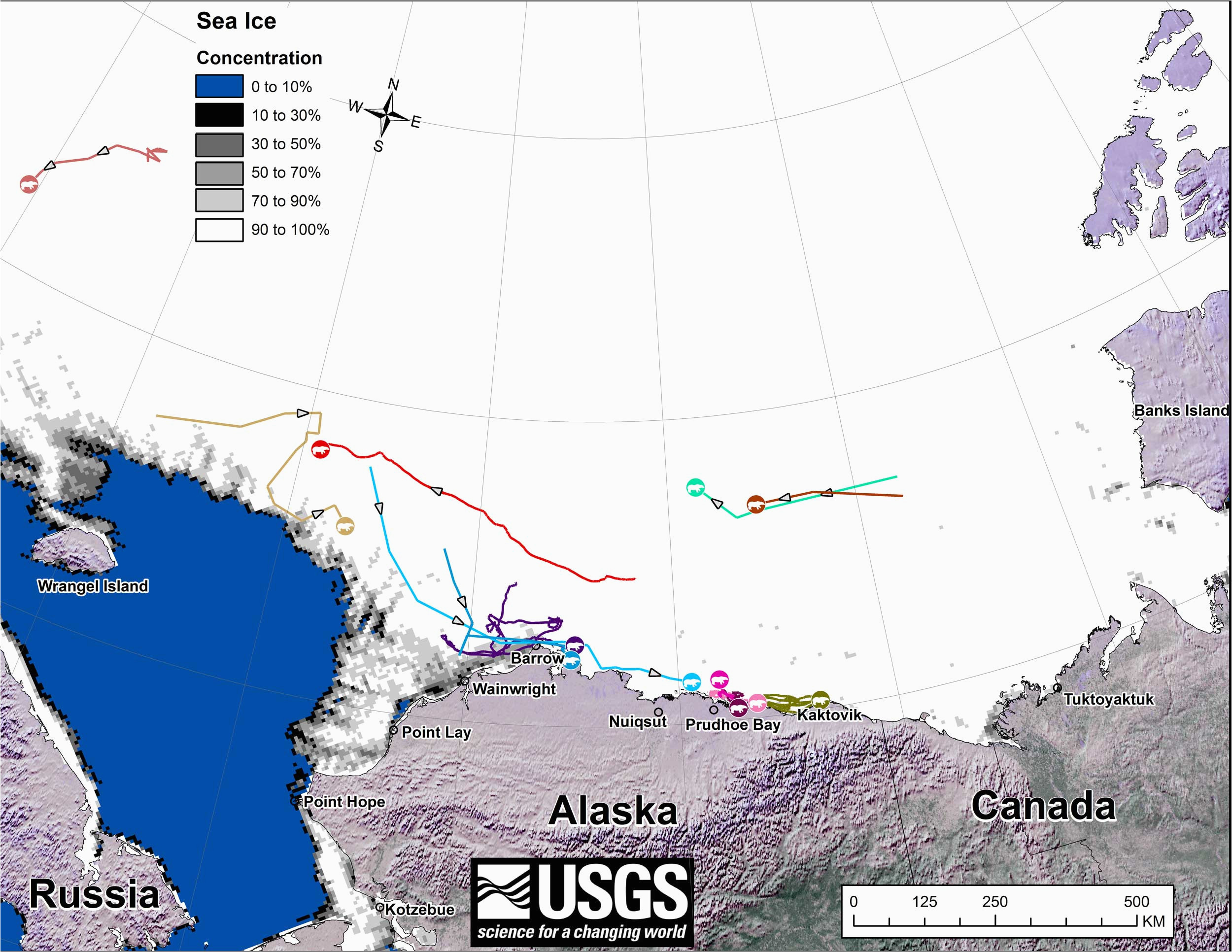 Polar Bears In Canada Map Tracking Polar Bears In the Beaufort Sea November 2014 Map