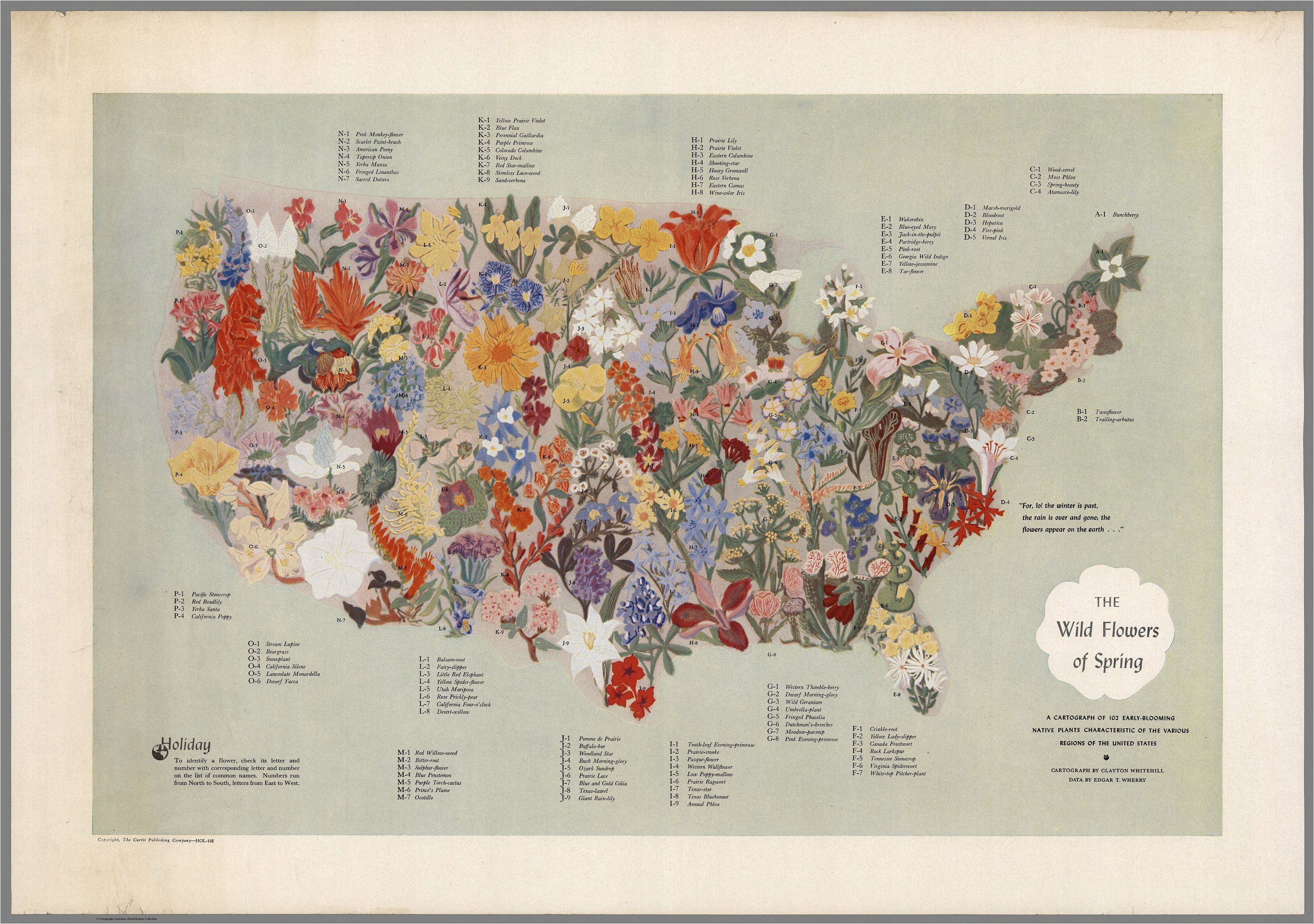 Map Of Europe 1955 A Midcentury Map Of American Wildflowers Wildflower