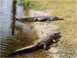 Alligators In Georgia Map Alligators Galore Review Of Okefenokee National Wildlife Refuge