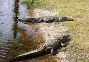 Alligators In Georgia Map Alligators Galore Review Of Okefenokee National Wildlife Refuge