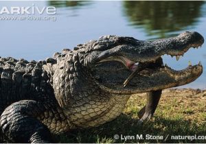 Alligators In Georgia Map American Alligator Photo Alligator Mississippiensis G50412 Arkive