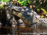 Alligators In Georgia Map American Alligator Photo Alligator Mississippiensis G55503 Arkive