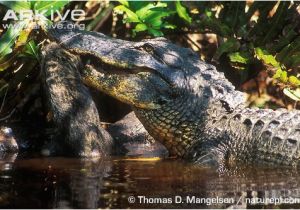 Alligators In Georgia Map American Alligator Photo Alligator Mississippiensis G55503 Arkive