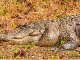 Alligators In Georgia Map Bull Gator the Dominant Male Picture Of Okefenokee Swamp Park