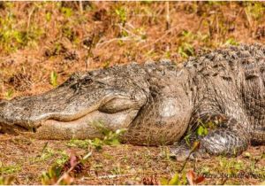 Alligators In Georgia Map Bull Gator the Dominant Male Picture Of Okefenokee Swamp Park