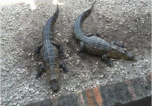 Alligators In Georgia Map Feeding the Live Alligators Picture Of Copper Pig Bbq Smokehouse