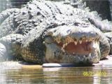 Alligators In north Carolina Map Alligator Adventure north Myrtle Beach south Carolina Right Off