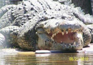 Alligators In north Carolina Map Alligator Adventure north Myrtle Beach south Carolina Right Off