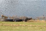 Alligators In north Carolina Map Alligator Picture Of Sea Trail Golf Resort Conference Center
