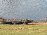 Alligators In north Carolina Map Alligator Picture Of Sea Trail Golf Resort Conference Center