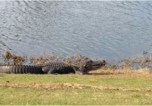 Alligators In north Carolina Map Alligator Picture Of Sea Trail Golf Resort Conference Center