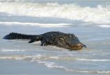 Alligators In north Carolina Map Alligator Shot In Folly Beach Surf Archives Postandcourier Com