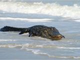 Alligators In north Carolina Map Alligator Shot In Folly Beach Surf Archives Postandcourier Com