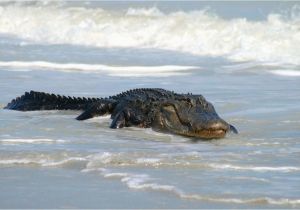 Alligators In north Carolina Map Alligator Shot In Folly Beach Surf Archives Postandcourier Com