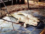 Alligators In north Carolina Map Fascinating Albino Alligators at Alligator Adventure In north Myrtle