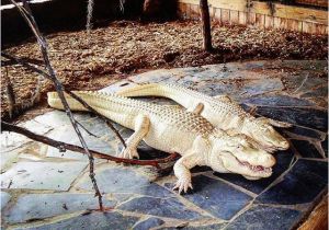 Alligators In north Carolina Map Fascinating Albino Alligators at Alligator Adventure In north Myrtle