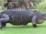 Alligators In north Carolina Map Massive Alligator Casually Walks Across Golf Course Youtube