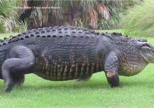 Alligators In north Carolina Map Massive Alligator Casually Walks Across Golf Course Youtube