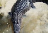 Alligators In Texas Map Annie Miller S son S Swamp and Marsh tours Houma 2019 All You