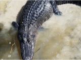 Alligators In Texas Map Annie Miller S son S Swamp and Marsh tours Houma 2019 All You