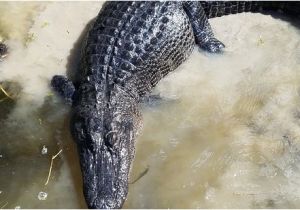 Alligators In Texas Map Annie Miller S son S Swamp and Marsh tours Houma 2019 All You