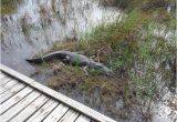 Alligators In Texas Map Close Encounter with A Texas Gator Picture Of Sea Rim State Park
