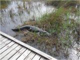 Alligators In Texas Map Close Encounter with A Texas Gator Picture Of Sea Rim State Park