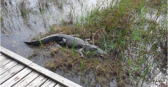 Alligators In Texas Map Close Encounter with A Texas Gator Picture Of Sea Rim State Park