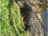 Alligators In Texas Map Die 329 Besten Bilder Auf Alligator In 2019 Crocodiles Alligators