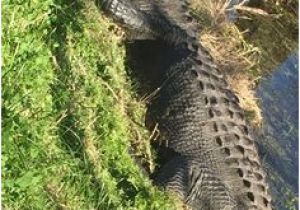 Alligators In Texas Map Die 329 Besten Bilder Auf Alligator In 2019 Crocodiles Alligators